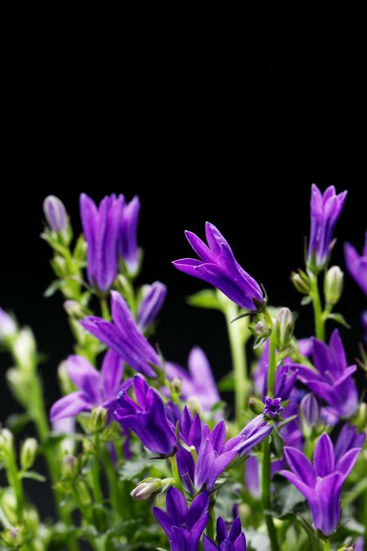 Bellflowers In Bloom