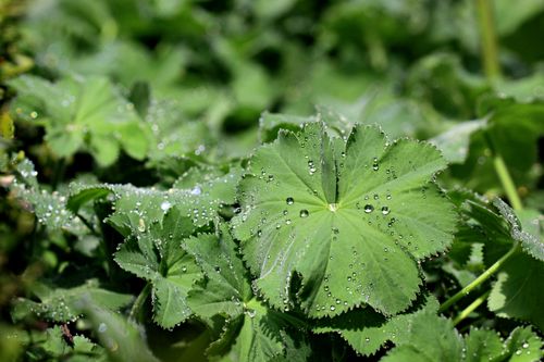 Free Close-up of green plant leaves with dewdrops glistening in natural sunlight. Stock Photo