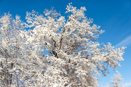 Foto profissional grátis de árvore, árvores nuas, céu azul