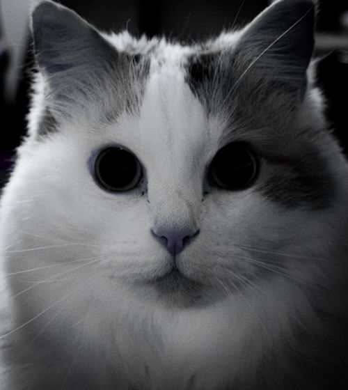 Free stock photo of black and white, cat, feline Stock Photo