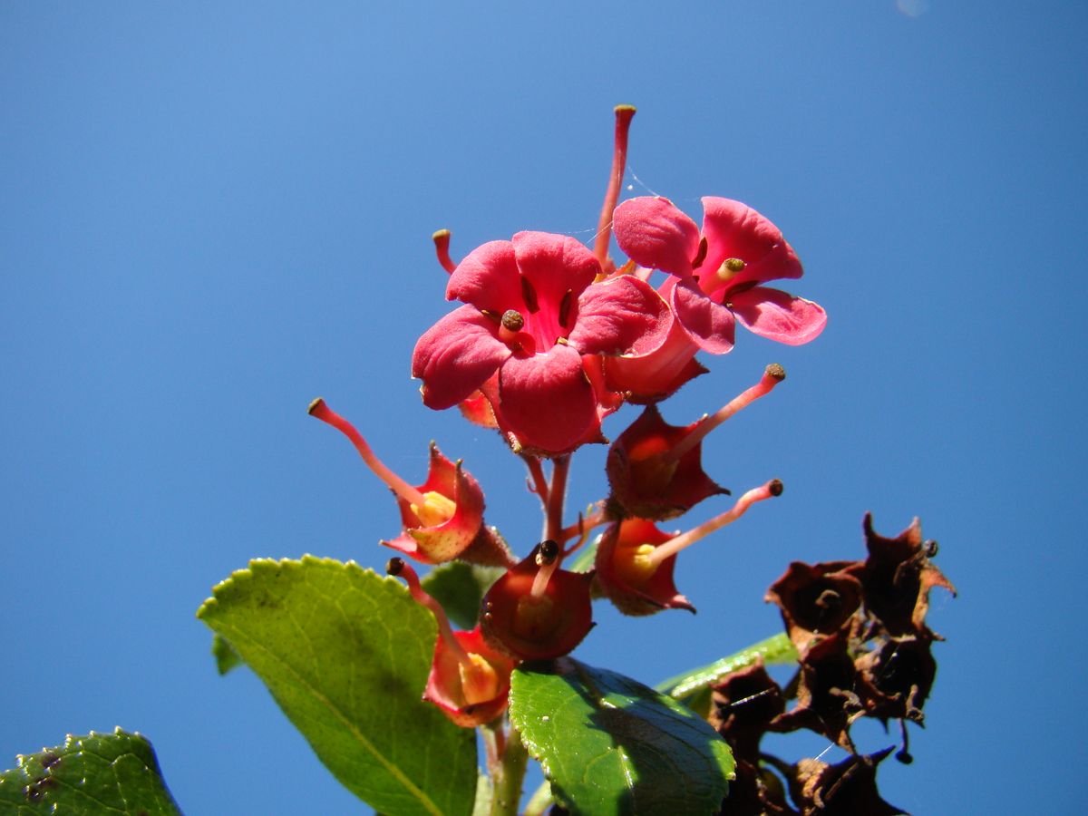 লাইভ রুলেট টেবিল এবং বাজির চিপস