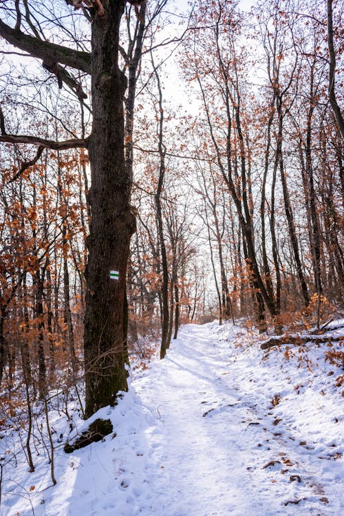 Ücretsiz ağaç, ahşap, buz içeren Ücretsiz stok fotoğraf Stok Fotoğraflar
