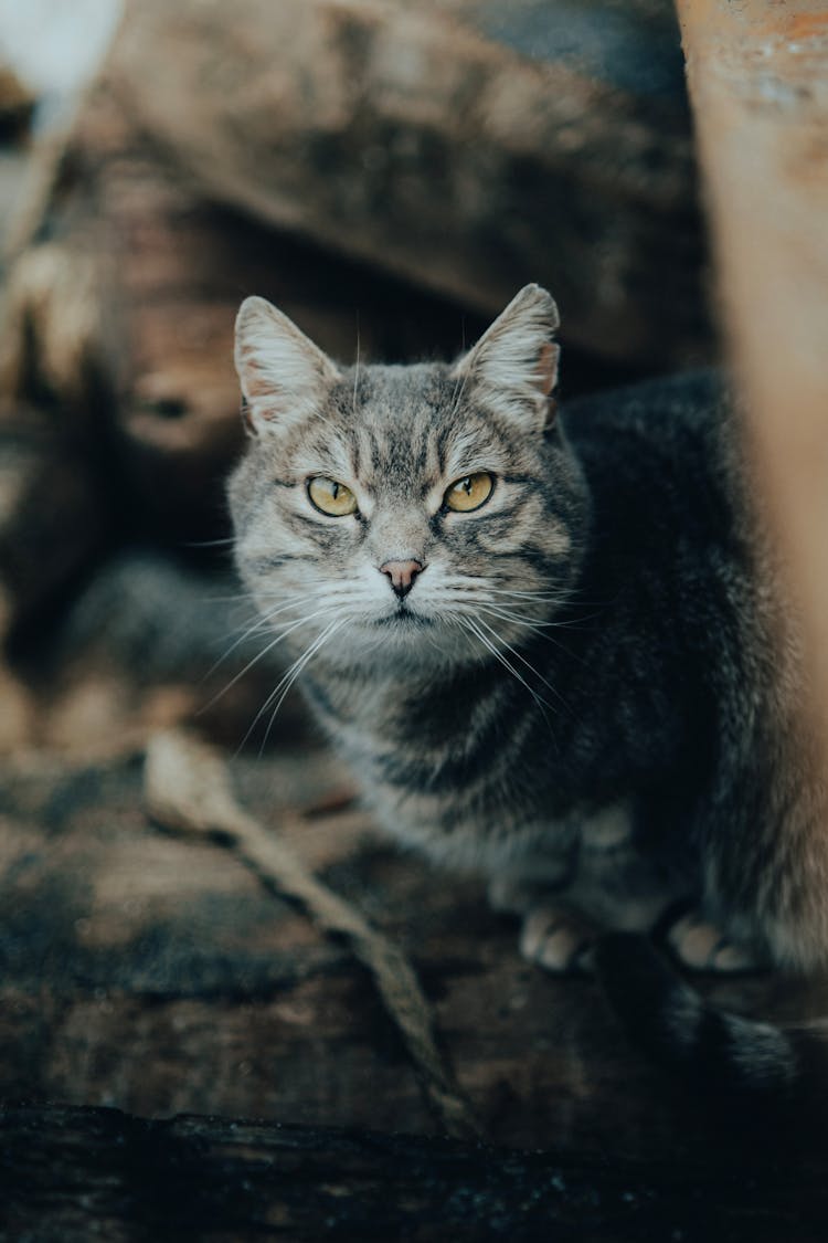 Close Up Of Cat Head