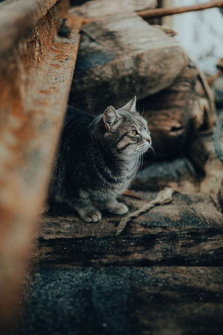 Fat Tabby Cat