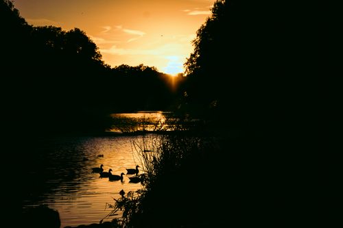Free Serene sunset over a lake in England with silhouetted ducks and trees reflecting on the water. Stock Photo