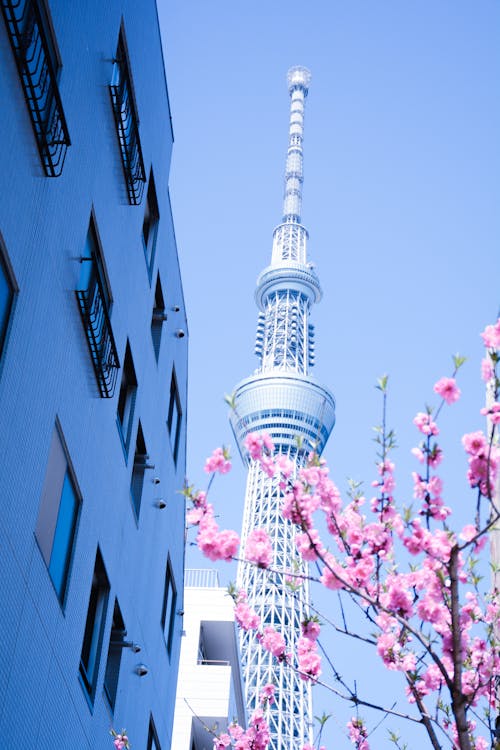 Low Angle Shot of a Building, Cherry Blossom and the Tokyo Skytree in Tokyo, Japan 