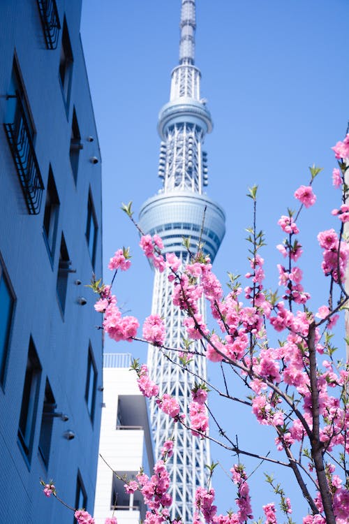 Darmowe zdjęcie z galerii z architektoniczny, japonia, kwiaty wiśni