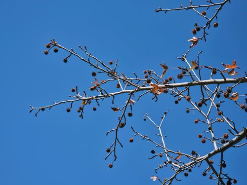 Free Detailed view of bare branches with seed pods against a vibrant blue sky, illustrating the simplicity of nature's beauty. Stock Photo