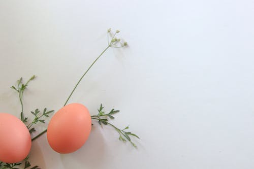Бесплатное стоковое фото с белый фон, яйца