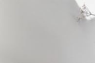 White Flowers on White Background