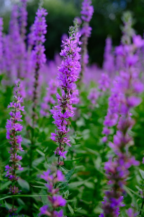 Photos gratuites de fermer, fleurir, fleurs violettes