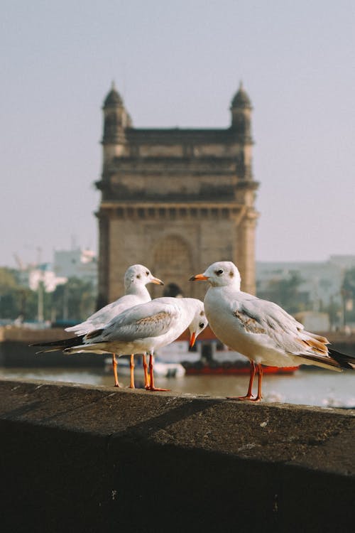 Free Seagulls Perched on Gray Rock Stock Photo