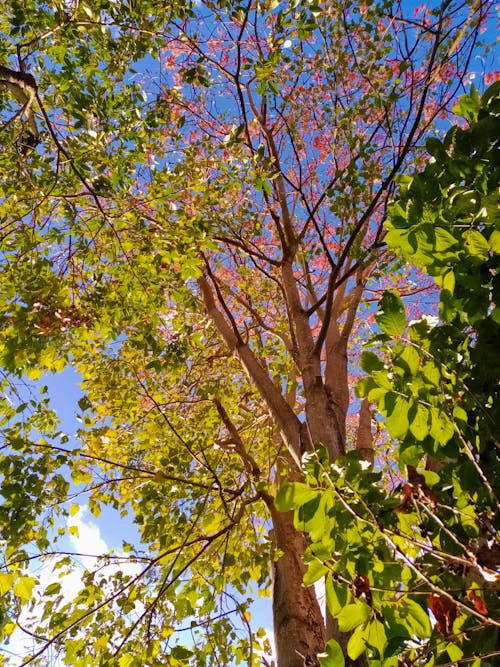 무료 가지, 나무 줄기, 나뭇잎의 무료 스톡 사진