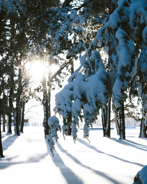 Free A tranquil winter scene featuring snow-laden tree branches illuminated by sunlight. Stock Photo
