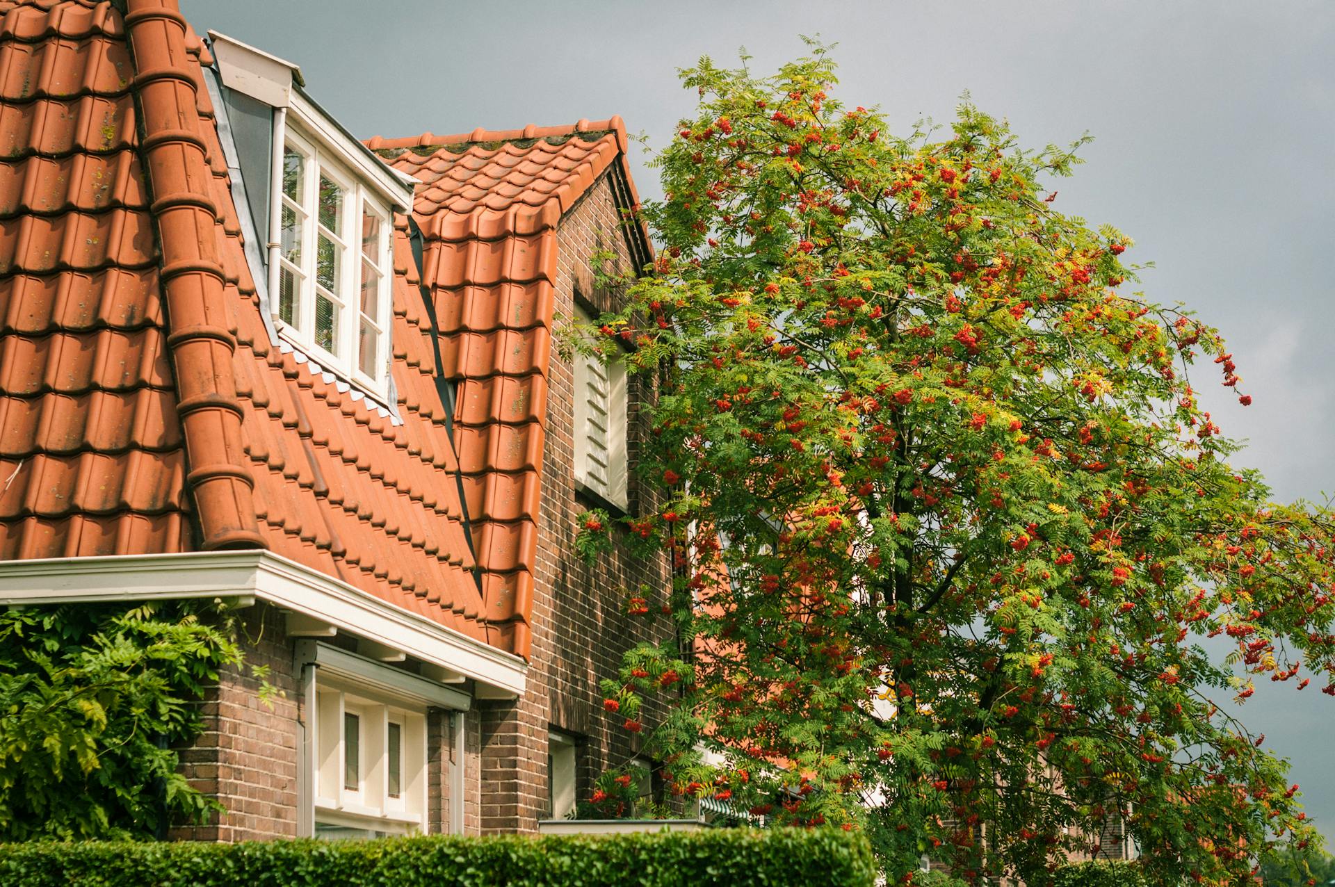 Classic Dutch architecture with a rowan tree in a residential neighborhood in De Bilt, Netherlands.