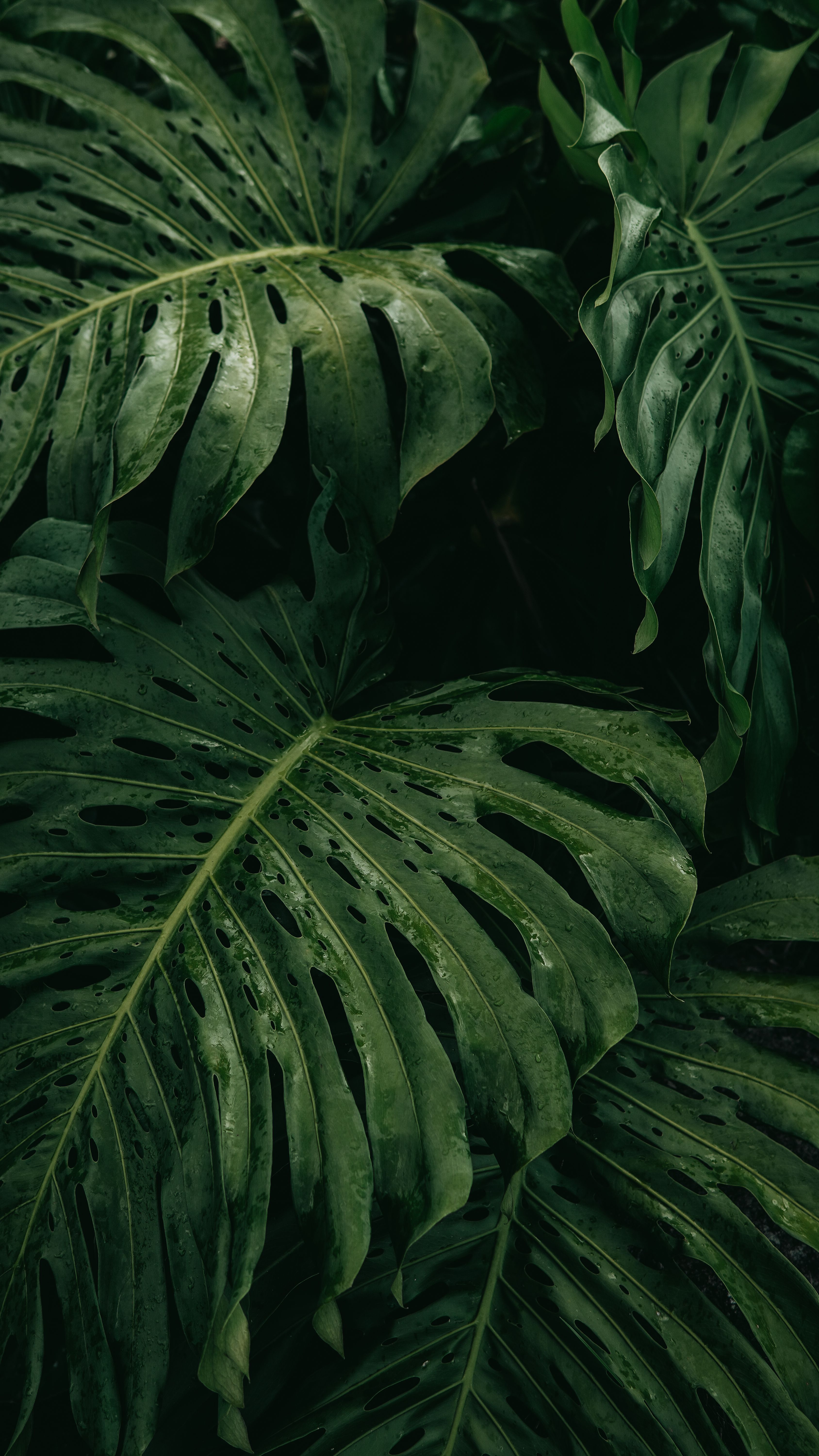 Close-up of Monstera leaves showcasing vibrant green foliage in a tropical jungle.. close, monstera, leaves