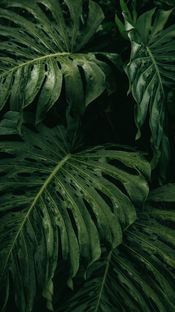Close-up of Monstera leaves showcasing vibrant green foliage in a tropical jungle.. close, monstera, leaves