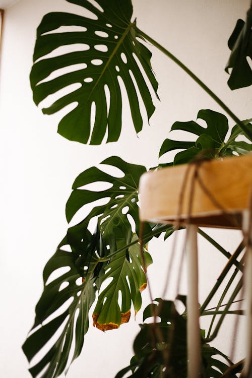 Green Leaves Beside White Wall