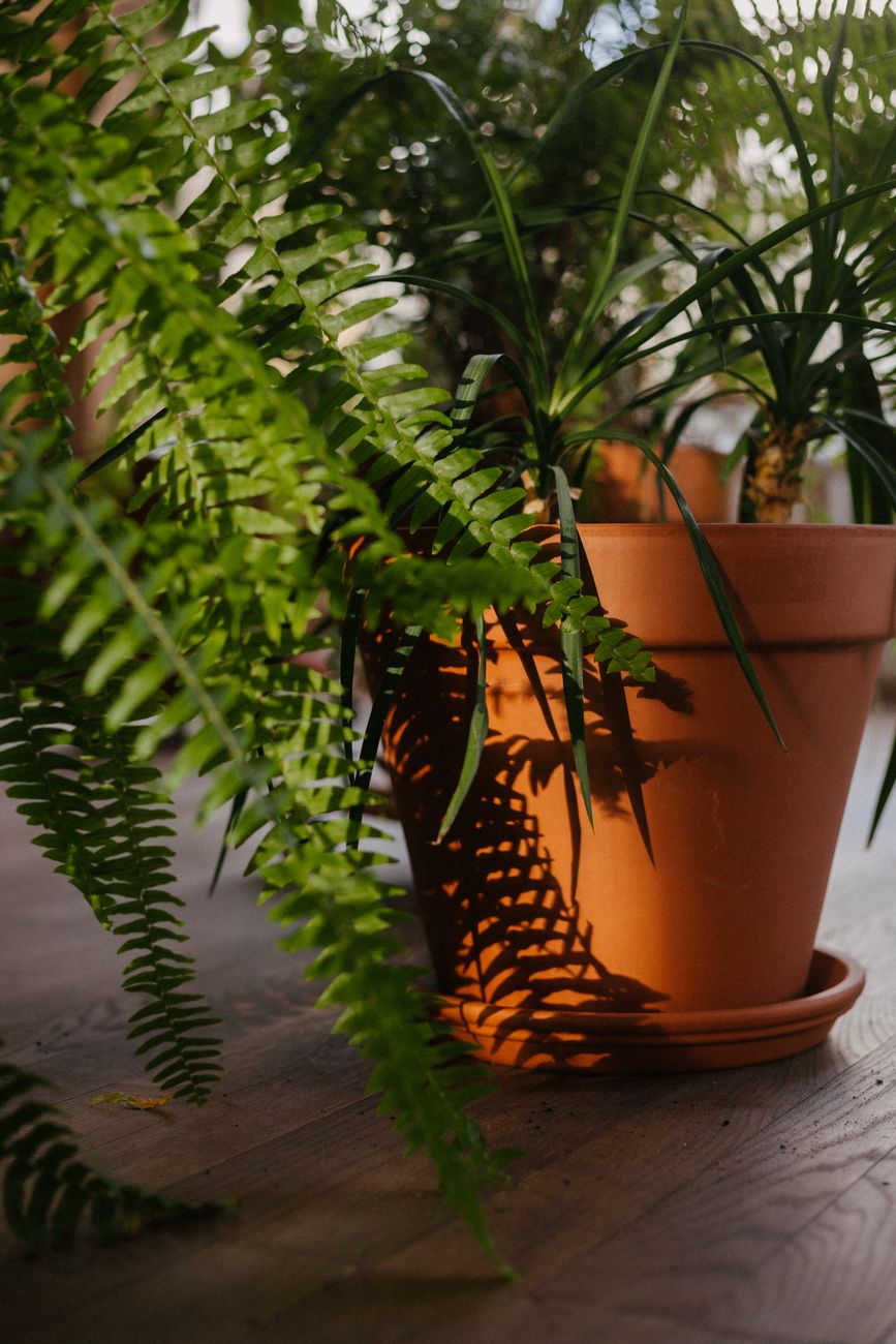 Vibrant green ferns in a terracotta pot casting shadows on wooden floor indoors.