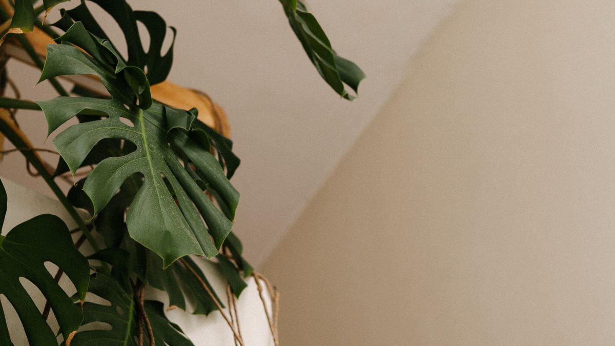 Décoration végétale pour un intérieur apaisant