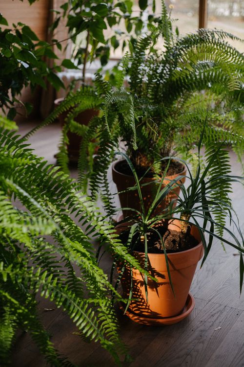 Free A serene indoor garden scene featuring lush potted ferns in natural sunlight, creating a tranquil atmosphere. Stock Photo