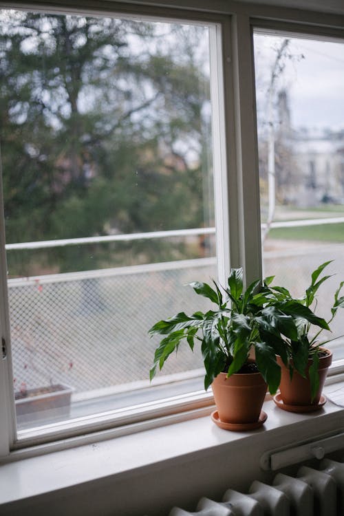 Green Potted Plants Beside a Glass Window