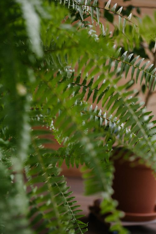 Free Lush green fern leaves in focus, showcasing nature's intricate details. Stock Photo