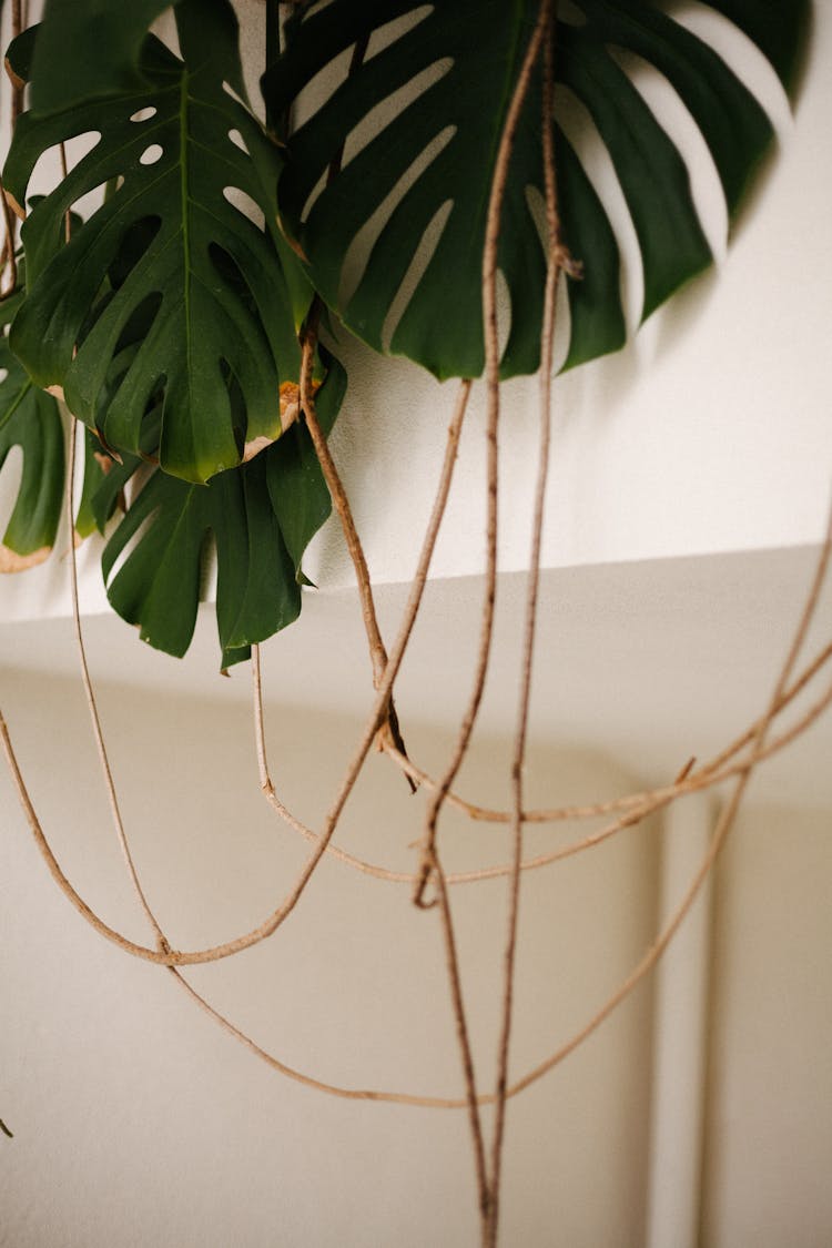 Hanging Vines Of A Plant