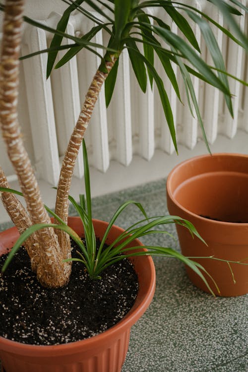  Potted Green Plant on the Floor