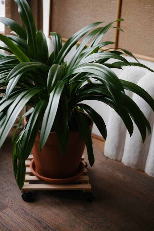 Green Plant on Brown Clay Pot