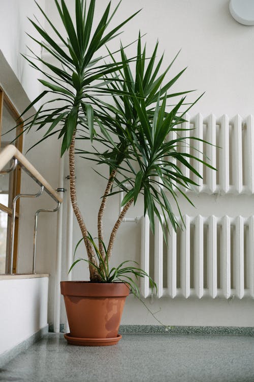 Yucca Plant on Brown Clay Pot