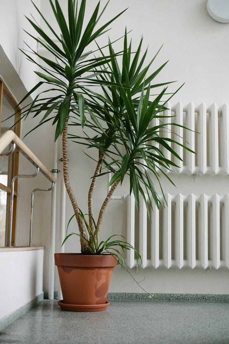 Yucca Plant On Brown Clay Pot