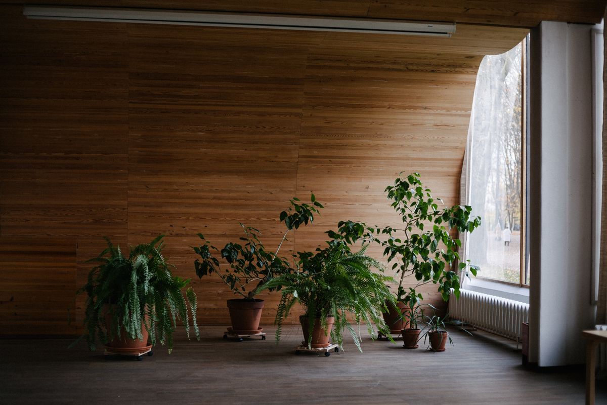 観葉植物のある室内