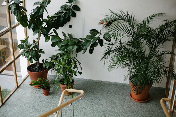 Variety Of Green Indoor Plants On Brown Clay Pots