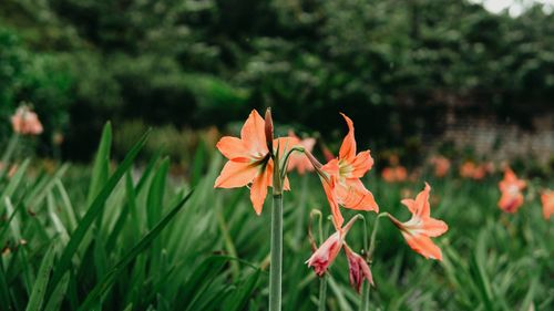 Free A serene garden in Bangka Belitung Islands featuring vibrant orange star lilies in bloom. Stock Photo