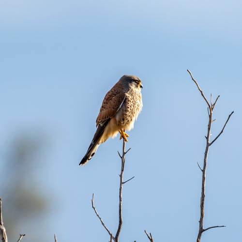  Bird on Brown Tree Branch