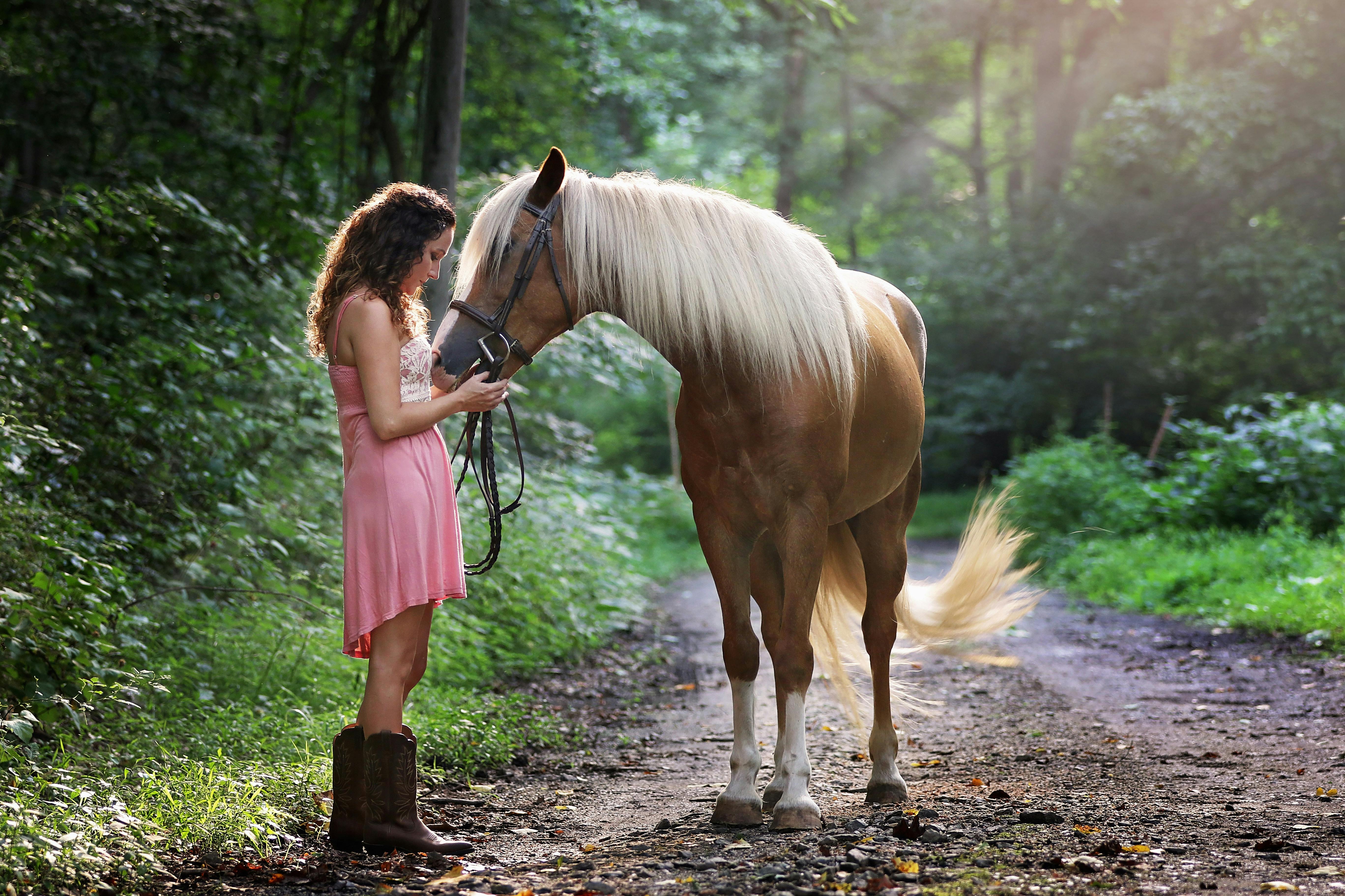 7,000+ Best Horse Photos · 100% Free Download · Pexels Stock Photos