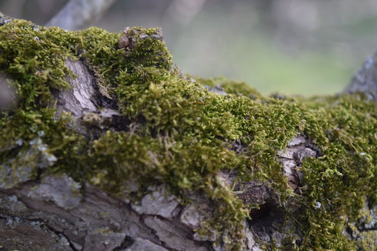 Green Moss Photo