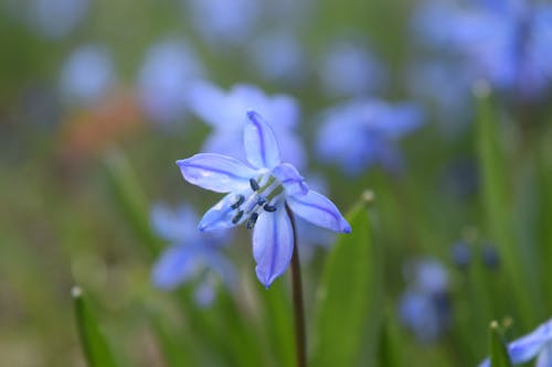 Gratis stockfoto met april, blauw, blauwe bloemen