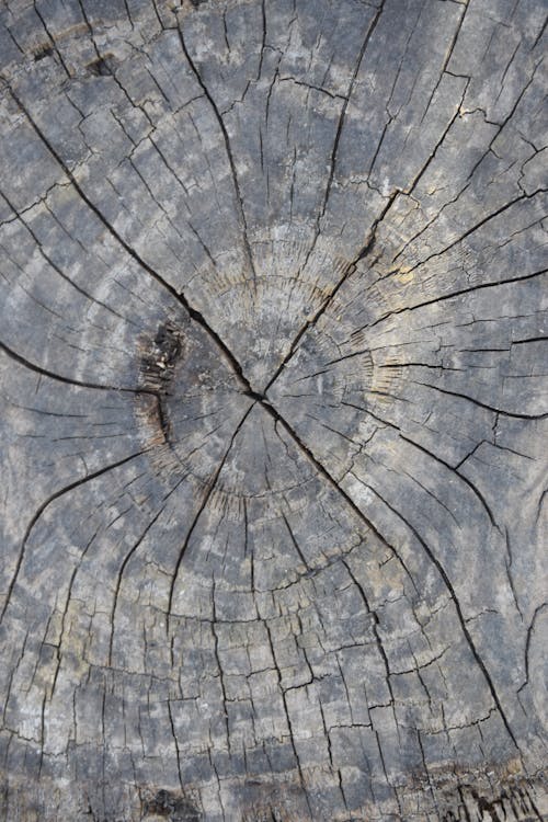 Základová fotografie zdarma na téma dřevo, kroužky log, poleno