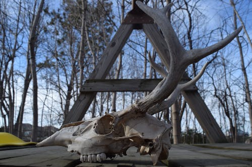 Základová fotografie zdarma na téma jelen, jelení lebka, kosti