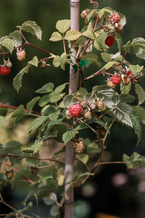 Red Raspberry Plant 