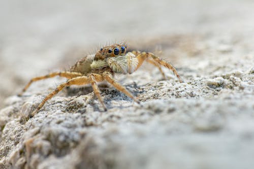 Brown and Black Spider on Gray Rock