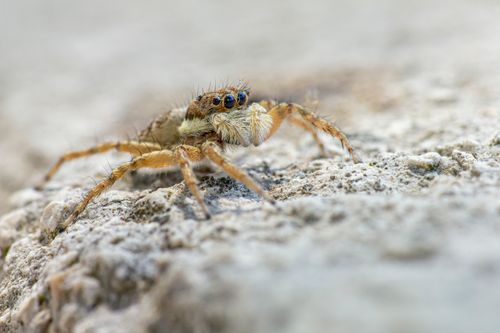 Free Detailed close-up of a jumping spider on a rock, showcasing its intricate features and textures. Stock Photo