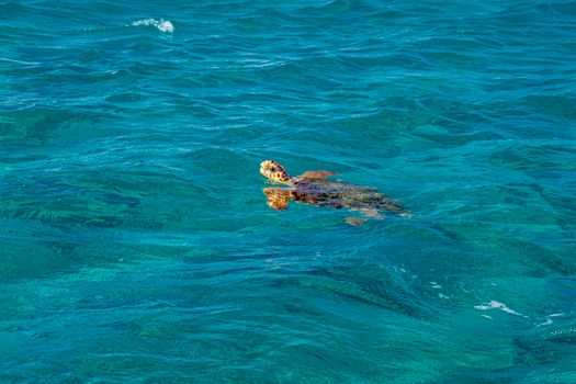 A sea turtle gracefully swims in clear turquoise waters, showcasing marine life beauty.