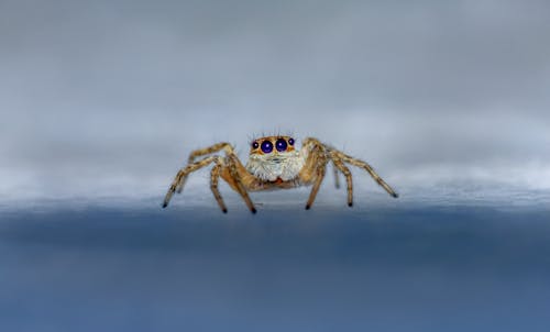 Brown and White Jumping Spider on White Clouds