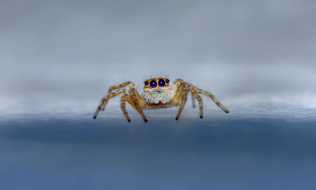 Close-up macro photograph of a spider, a pest commonly addressed by residential pest control