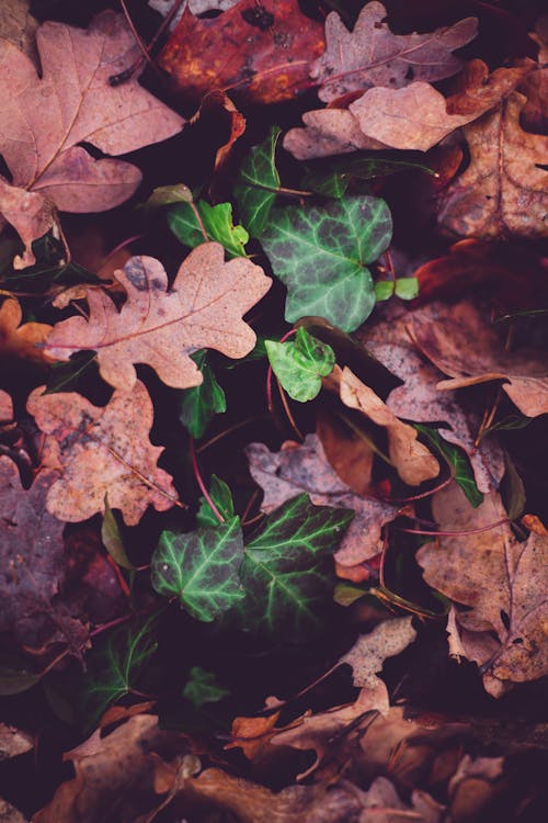 Free Green and Brown Leaves on Ground Stock Photo