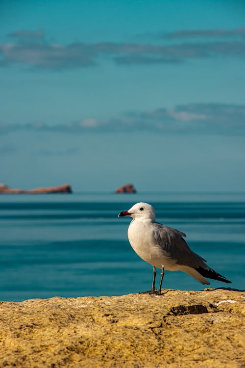Free White and Gray Bird Perched on Rock Near Body of Water Stock Photo
