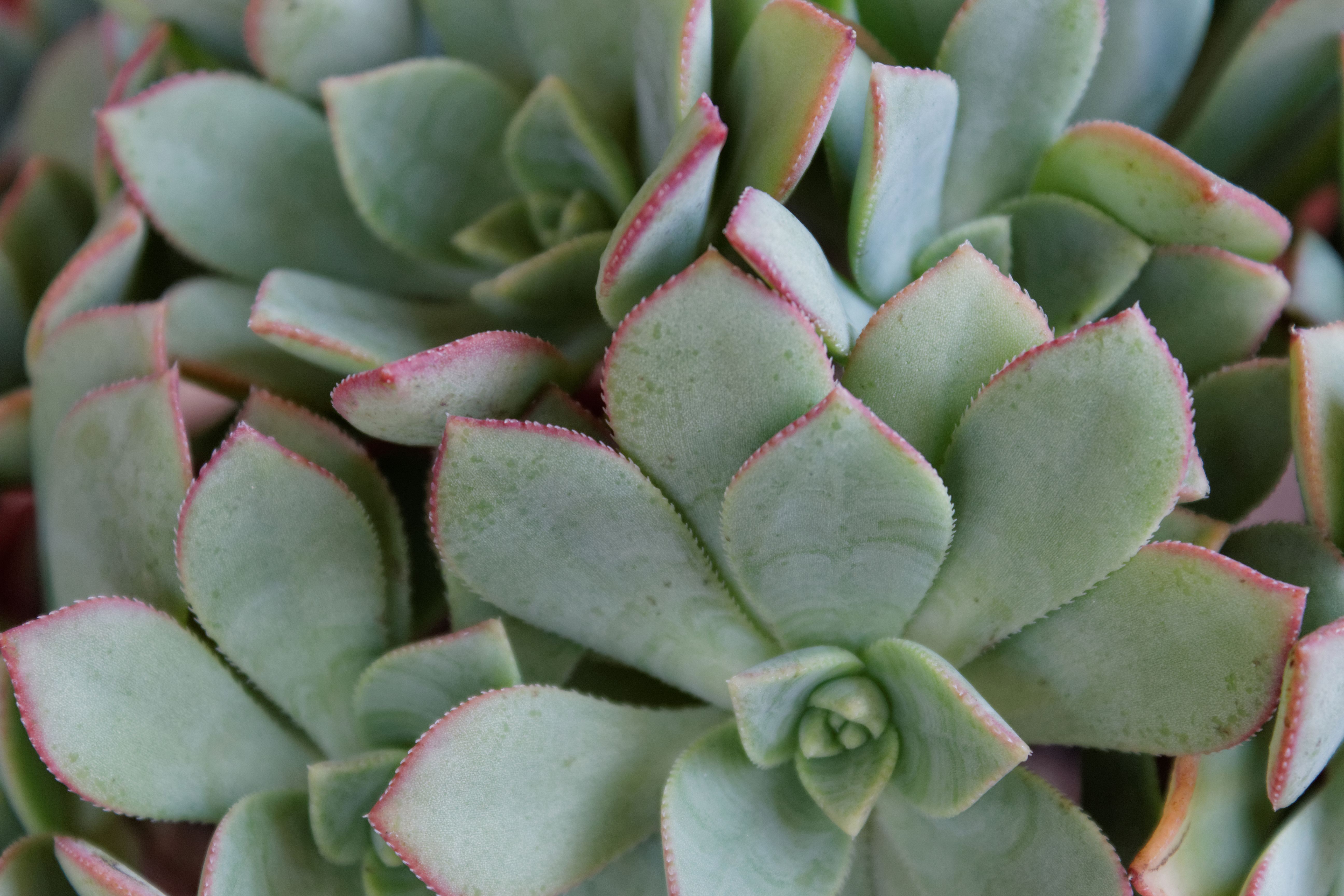Close-up of a vibrant echeveria succulent with pink-edged leaves in Pretoria, South Africa.